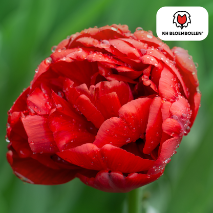 Tulp (20 stuks) – klassiek & kleurrijk