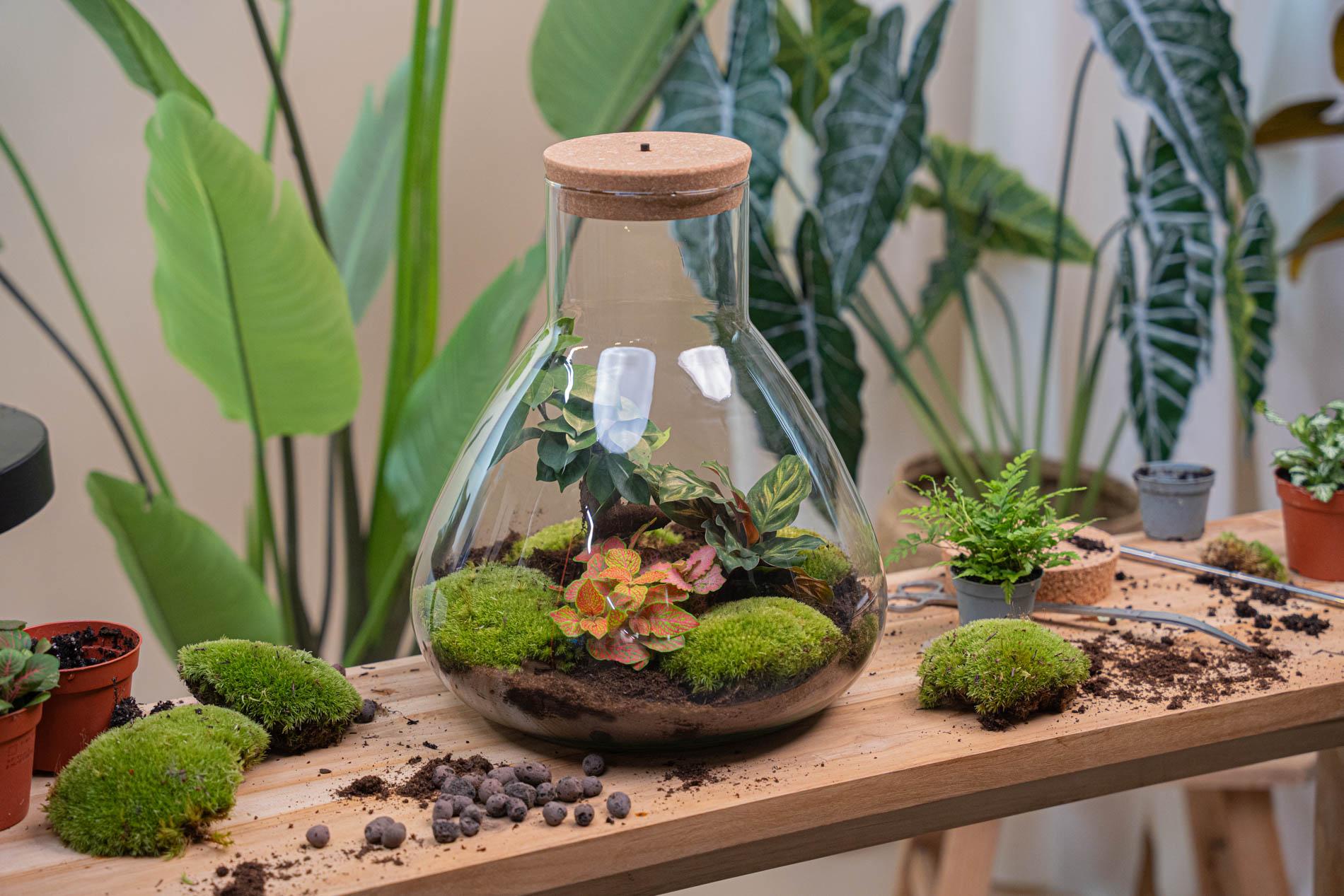 DIY Planten terrarium met licht - Sam XL Red - Ø 30 cm ↑ 32 cm - No tools