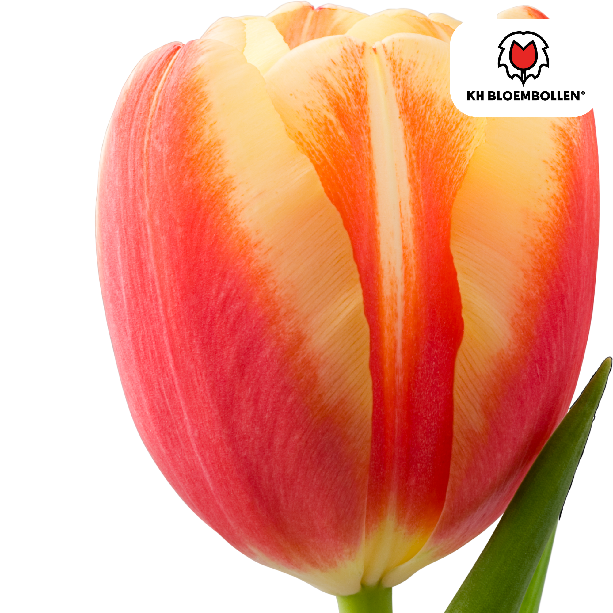 Tulp (20 stuks) – klassiek & kleurrijk