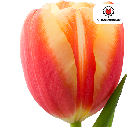 Tulp (20 stuks) – klassiek & kleurrijk