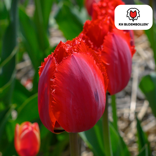 Tulp (20 stuks) – klassiek & kleurrijk