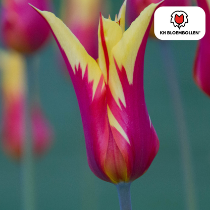 Tulp (20 stuks) – klassiek & kleurrijk