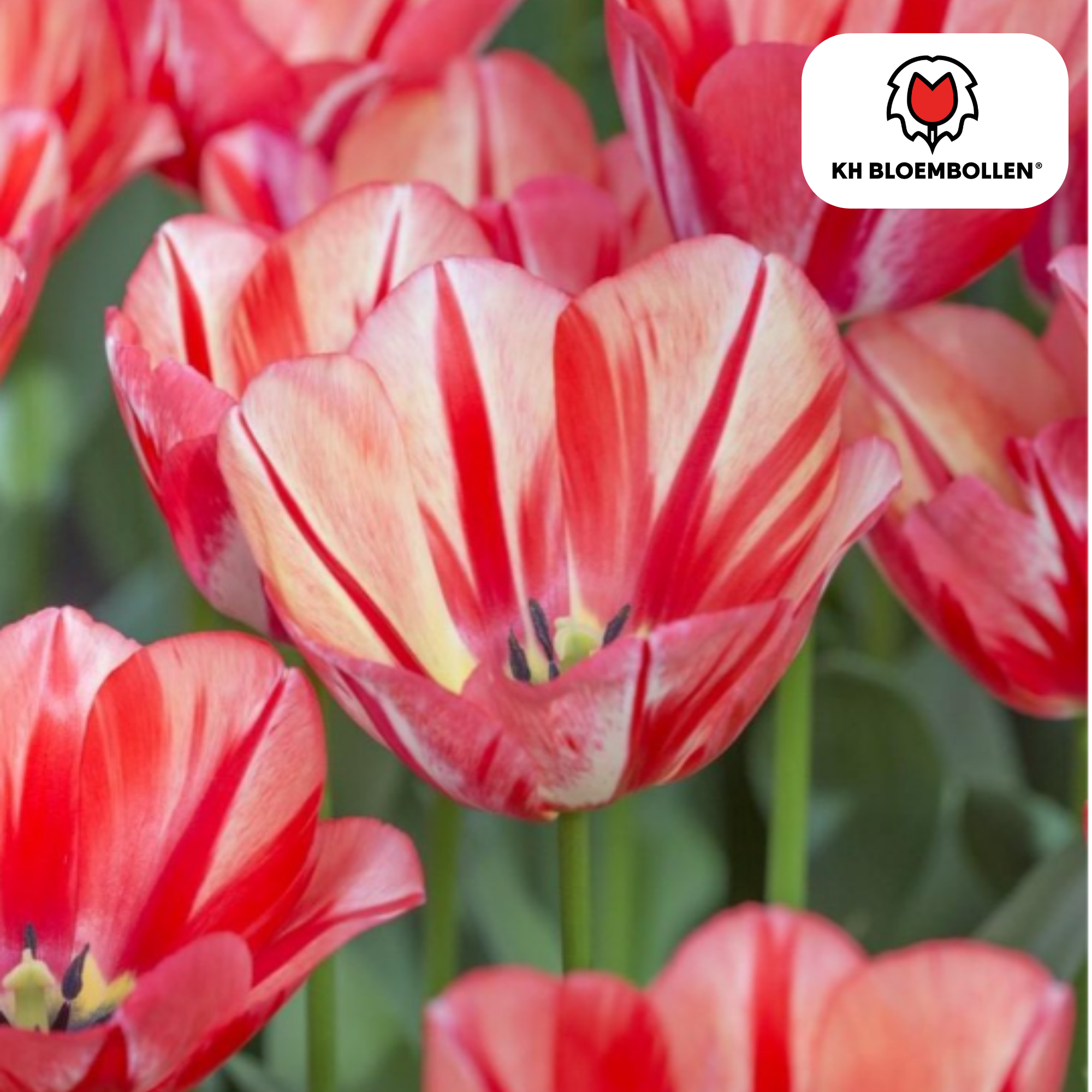 Tulp (20 stuks) – klassiek & kleurrijk