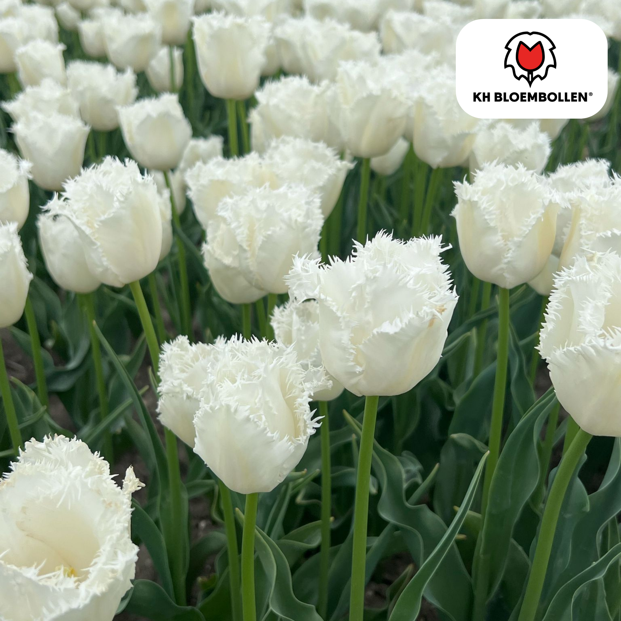 Tulp (20 stuks) – klassiek & kleurrijk