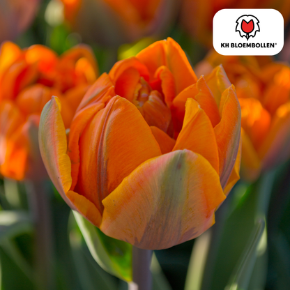 Tulp (20 stuks) – klassiek & kleurrijk