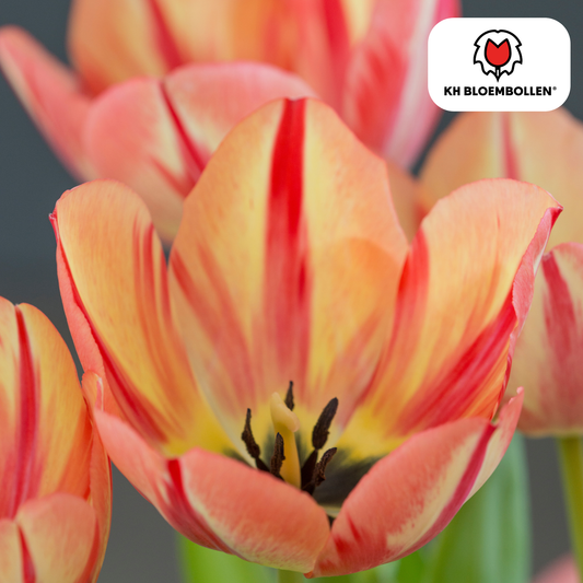 Tulp (20 stuks) – klassiek & kleurrijk