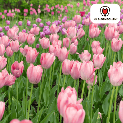Tulp (20 stuks) – klassiek & kleurrijk