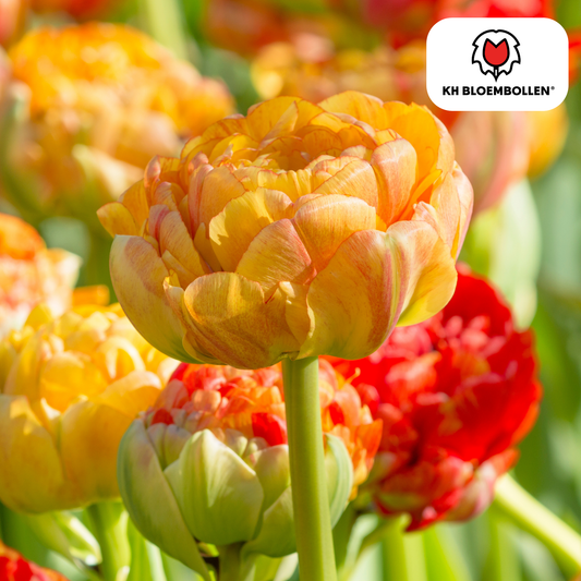 Tulp (20 stuks) – klassiek & kleurrijk