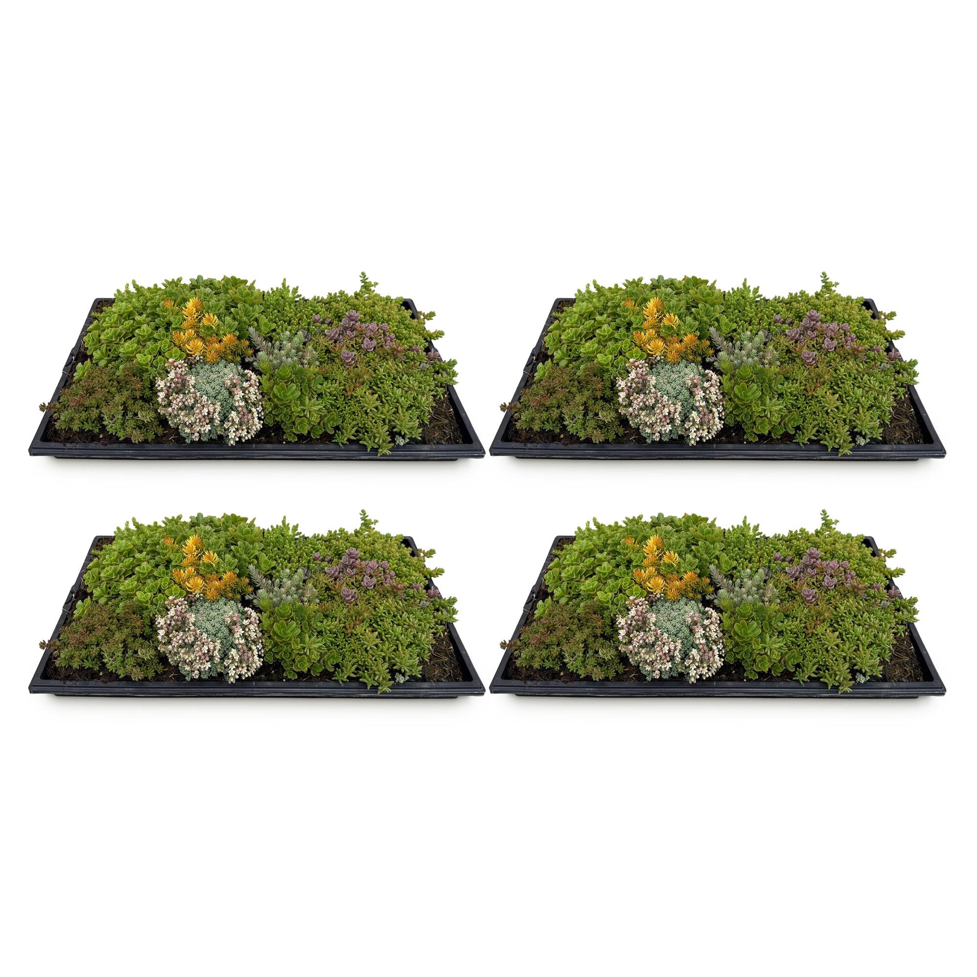 Green boutiQ - Bodembedekker - Winterhard - Sedum mat - Bestaat uit 10 soorten - X4 - Weinig Onderhoud - Lengte 50 Breedte 30