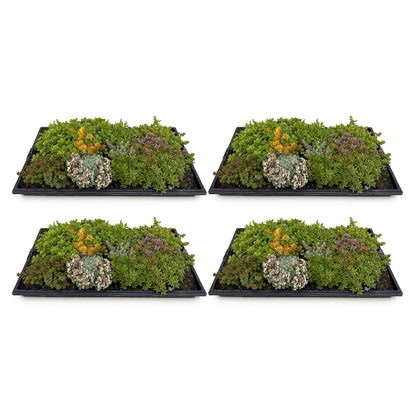 Green boutiQ - Bodembedekker - Winterhard - Sedum mat - Bestaat uit 10 soorten - X4 - Weinig Onderhoud - Lengte 50 Breedte 30