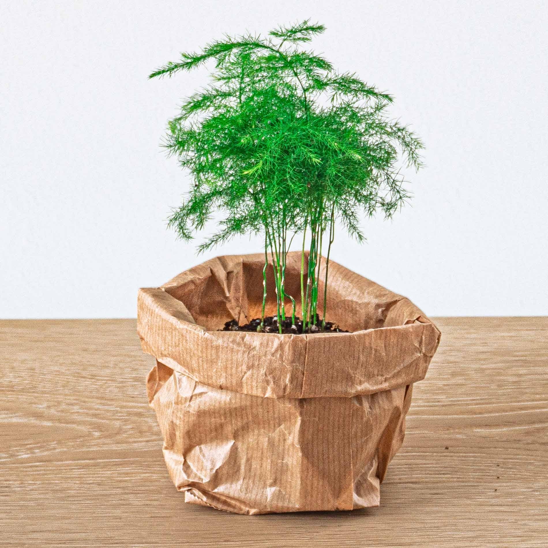 Planten terrarium navulling & Startpakket - 5 planten