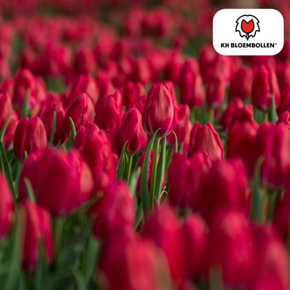 Tulp (20 stuks) – klassiek & kleurrijk