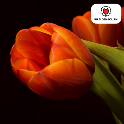 Tulp (20 stuks) – klassiek & kleurrijk