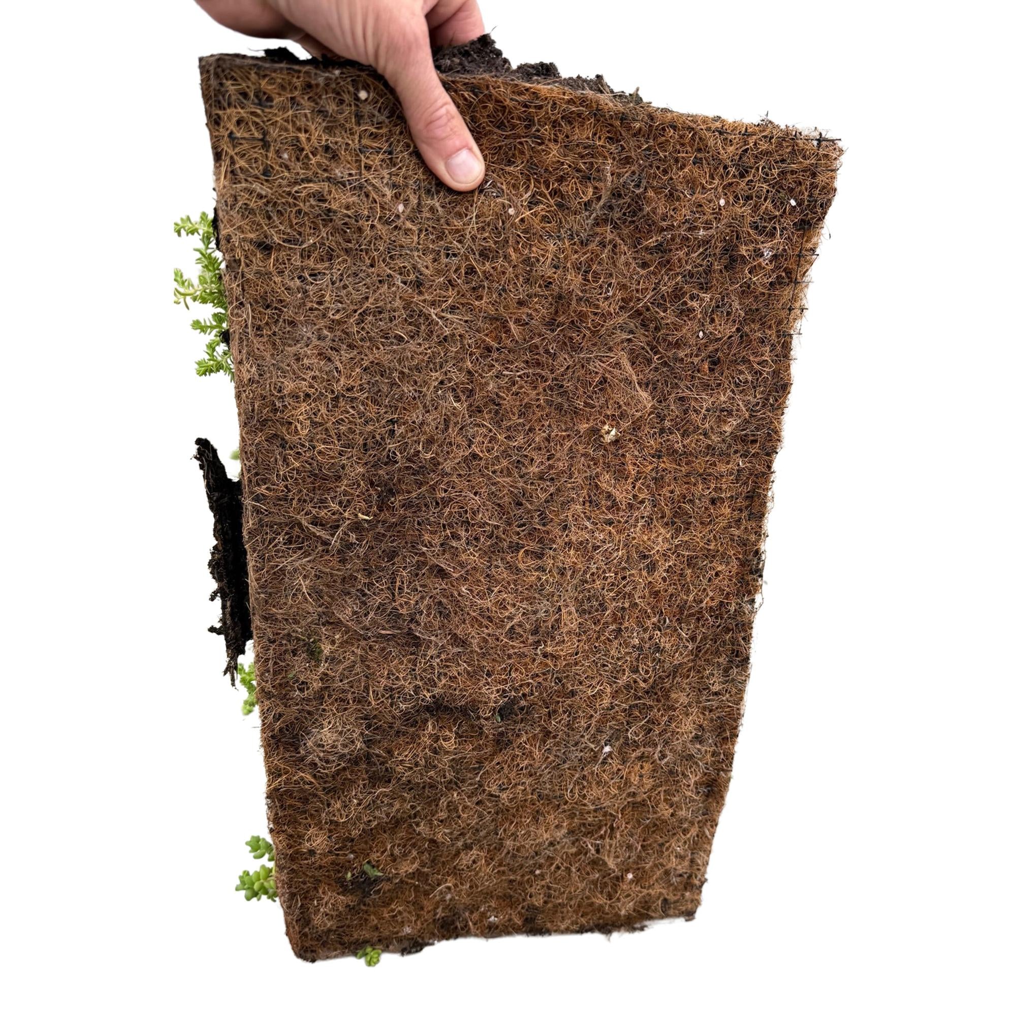 Green boutiQ - Bodembedekker - Winterhard - Sedum mat - Bestaat uit 10 soorten - X4 - Weinig Onderhoud - Lengte 50 Breedte 30