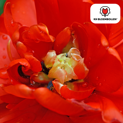 Tulp (20 stuks) – klassiek & kleurrijk
