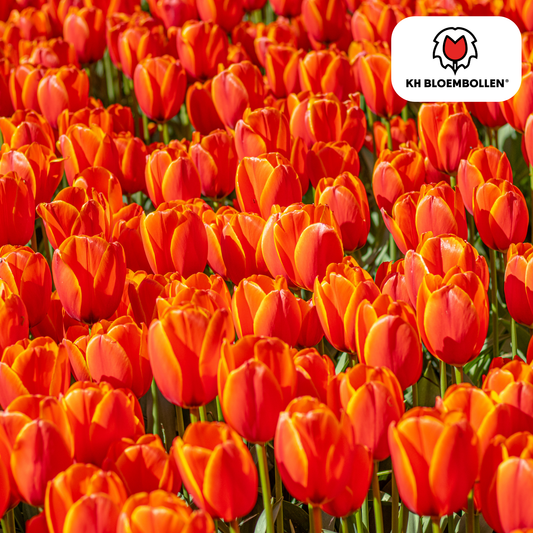 Tulp (20 stuks) – klassiek & kleurrijk