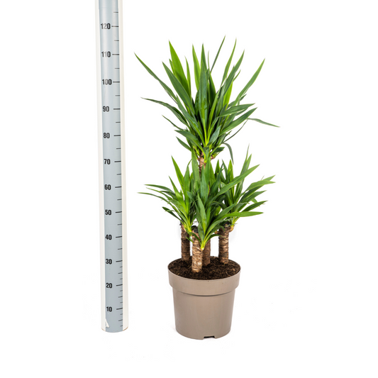 Yucca Elephantipes Ø30cm - ↕90 - 110cm