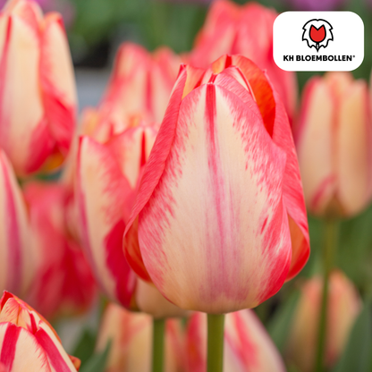 Tulp (20 stuks) – klassiek & kleurrijk