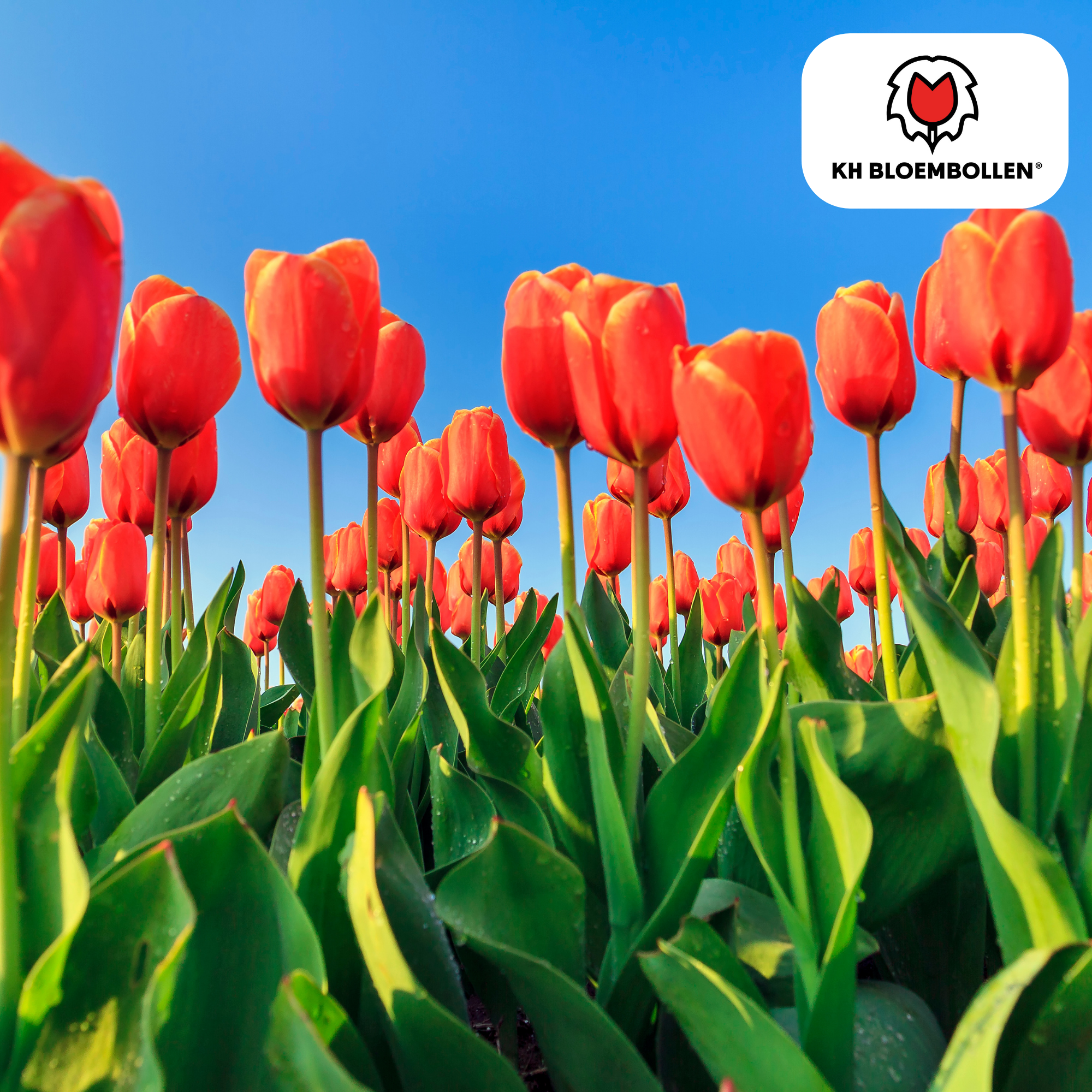 Tulp (20 stuks) – klassiek & kleurrijk