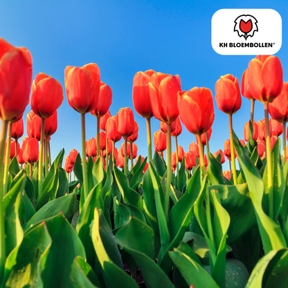 Tulp (20 stuks) – klassiek & kleurrijk