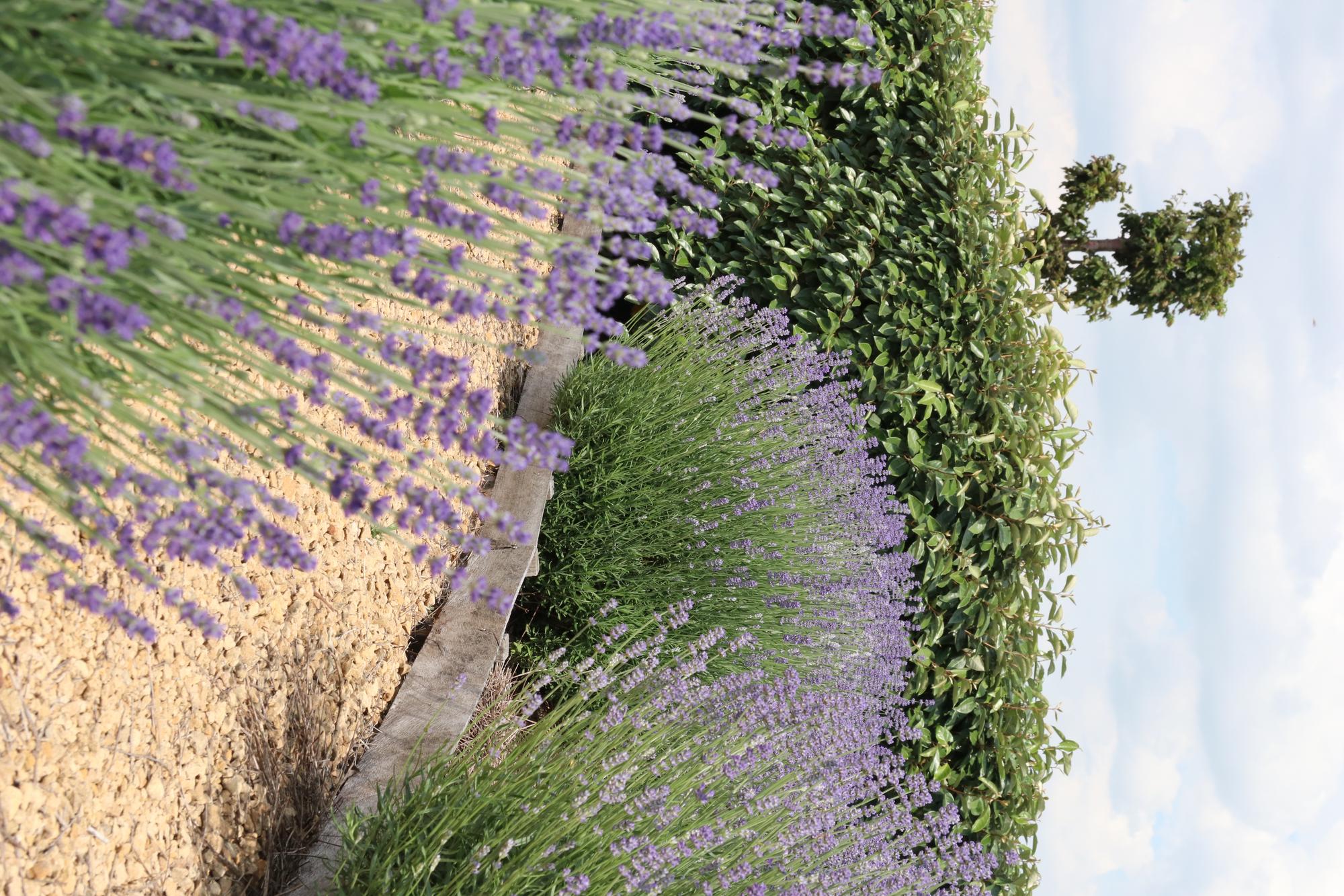 8 x 6 pack Lavendel angustifolia - Ø7 cm - ↕15 cm