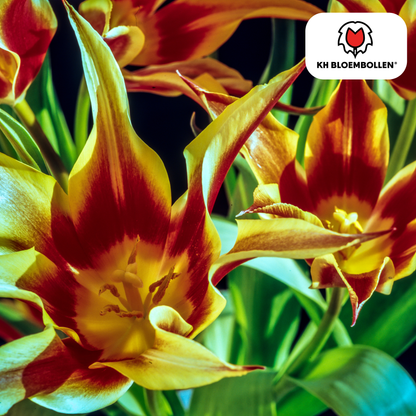 Tulp (20 stuks) – klassiek & kleurrijk