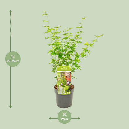 Acer palmatum Going Green - Ø19cm - ↕50cm