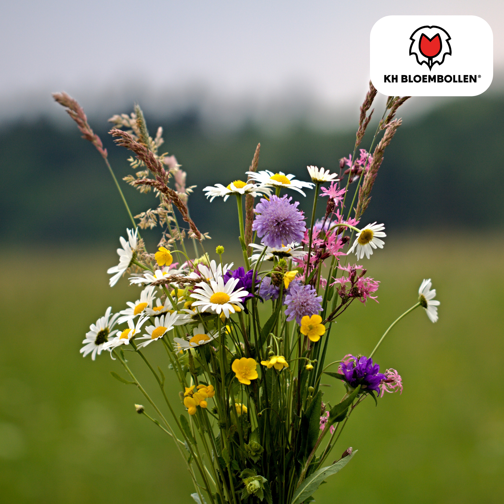 Wilde Bloemenzaad Mengsel – 100 gram | Goed voor Bijen, Vlinders & Biodiversiteit | ± 30–50 m² (100 stuks)