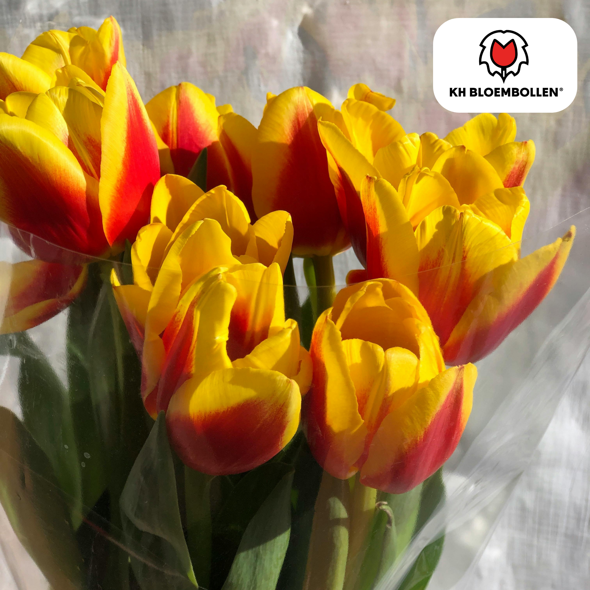 Tulp (20 stuks) – klassiek & kleurrijk