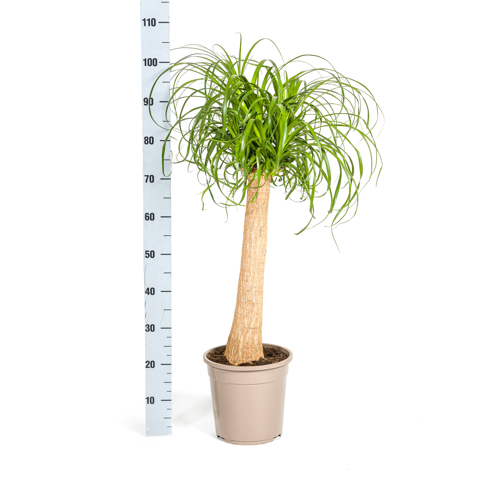 Beaucarnea Recurvata Stam Ø24cm - ↕80 - 100cm