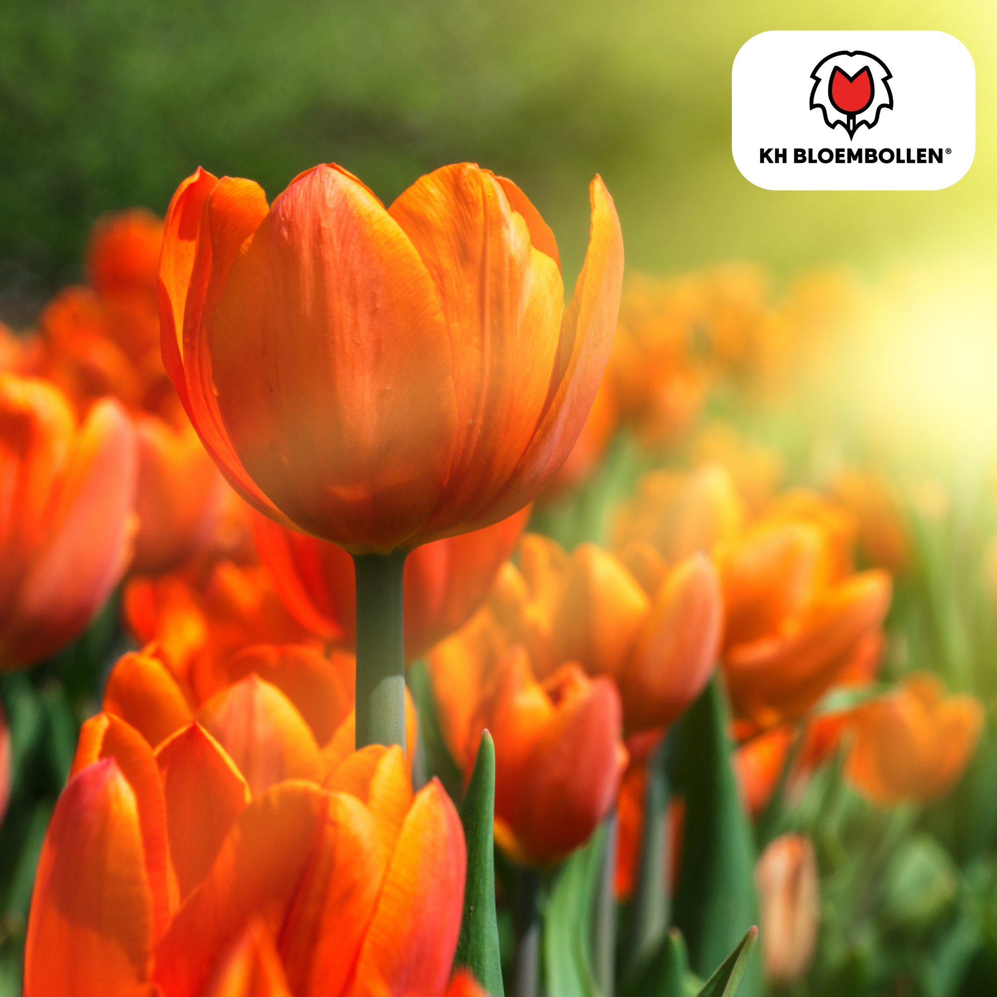 Tulp (20 stuks) – klassiek & kleurrijk