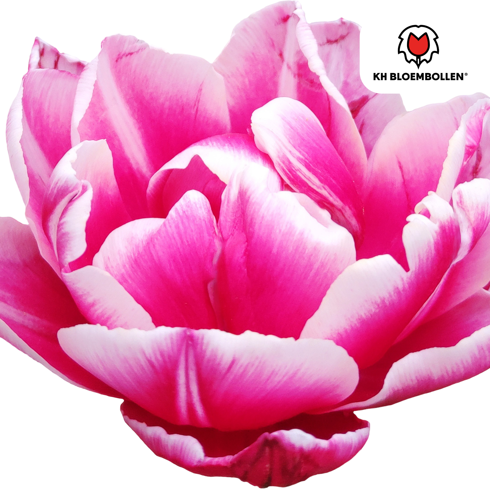 Tulp (20 stuks) – klassiek & kleurrijk