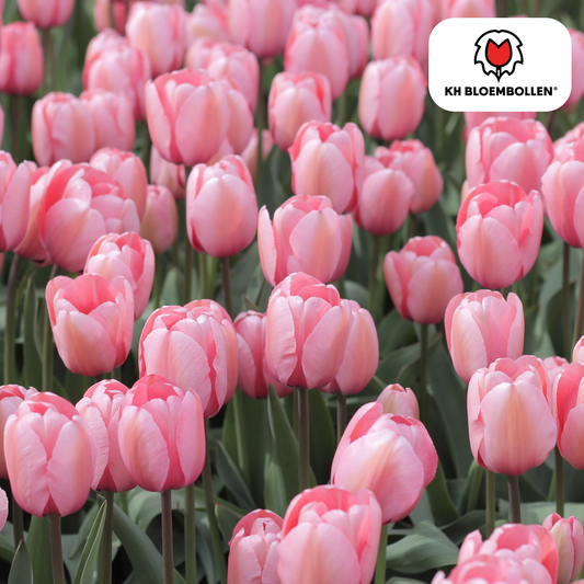 Tulp (20 stuks) – klassiek & kleurrijk