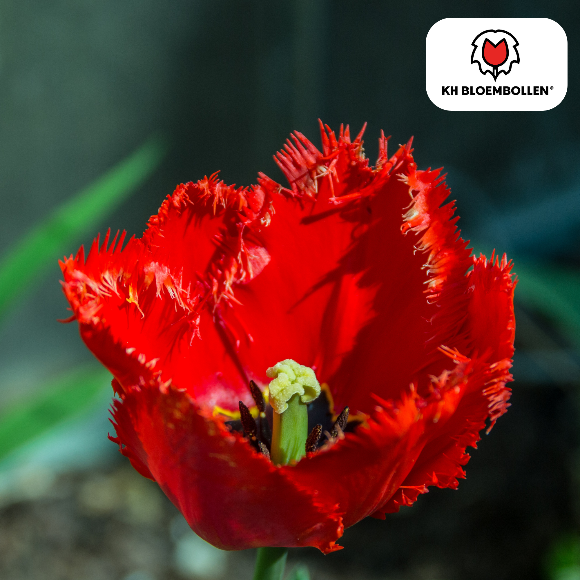 Tulp (20 stuks) – klassiek & kleurrijk