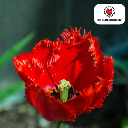 Tulp (20 stuks) – klassiek & kleurrijk