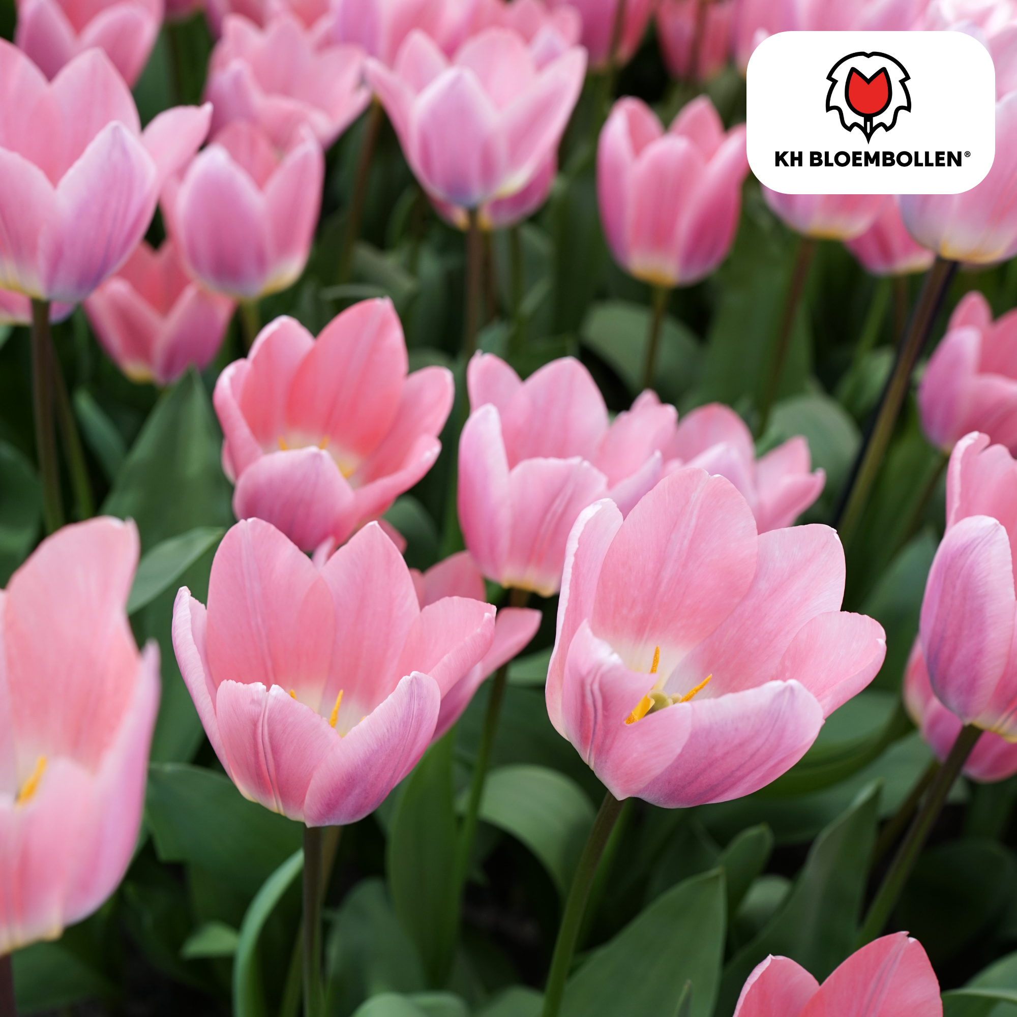 Tulp (20 stuks) – klassiek & kleurrijk