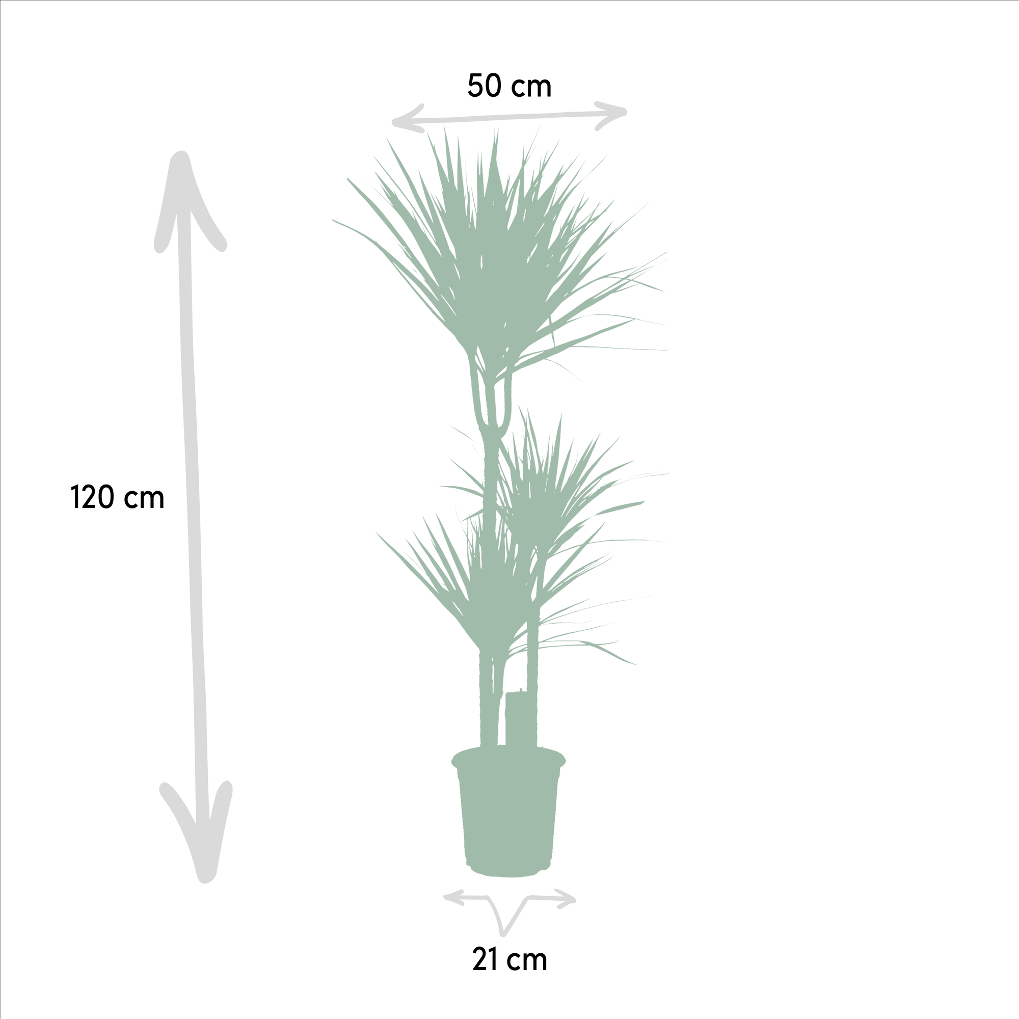 Dracaena Marginata - Ø21cm - ↕110cm