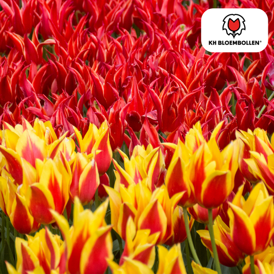 Tulp (20 stuks) – klassiek & kleurrijk