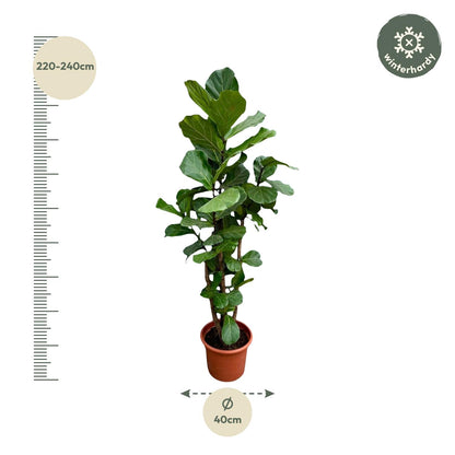 Ficus Lyrata vertakt XXL - 220cm - ø45-50 cm