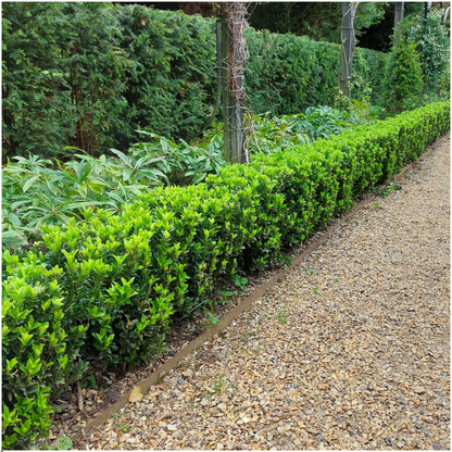 8 x 6 pack Euonymus 'Green Spire' - Ø 7 cm - ↨ 15 cm
