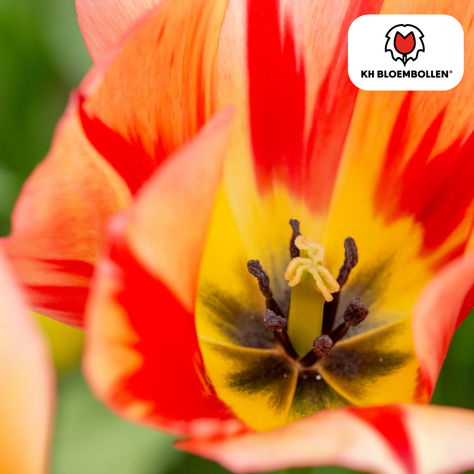 Tulp (20 stuks) – klassiek & kleurrijk
