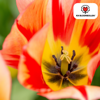 Tulp (20 stuks) – klassiek & kleurrijk