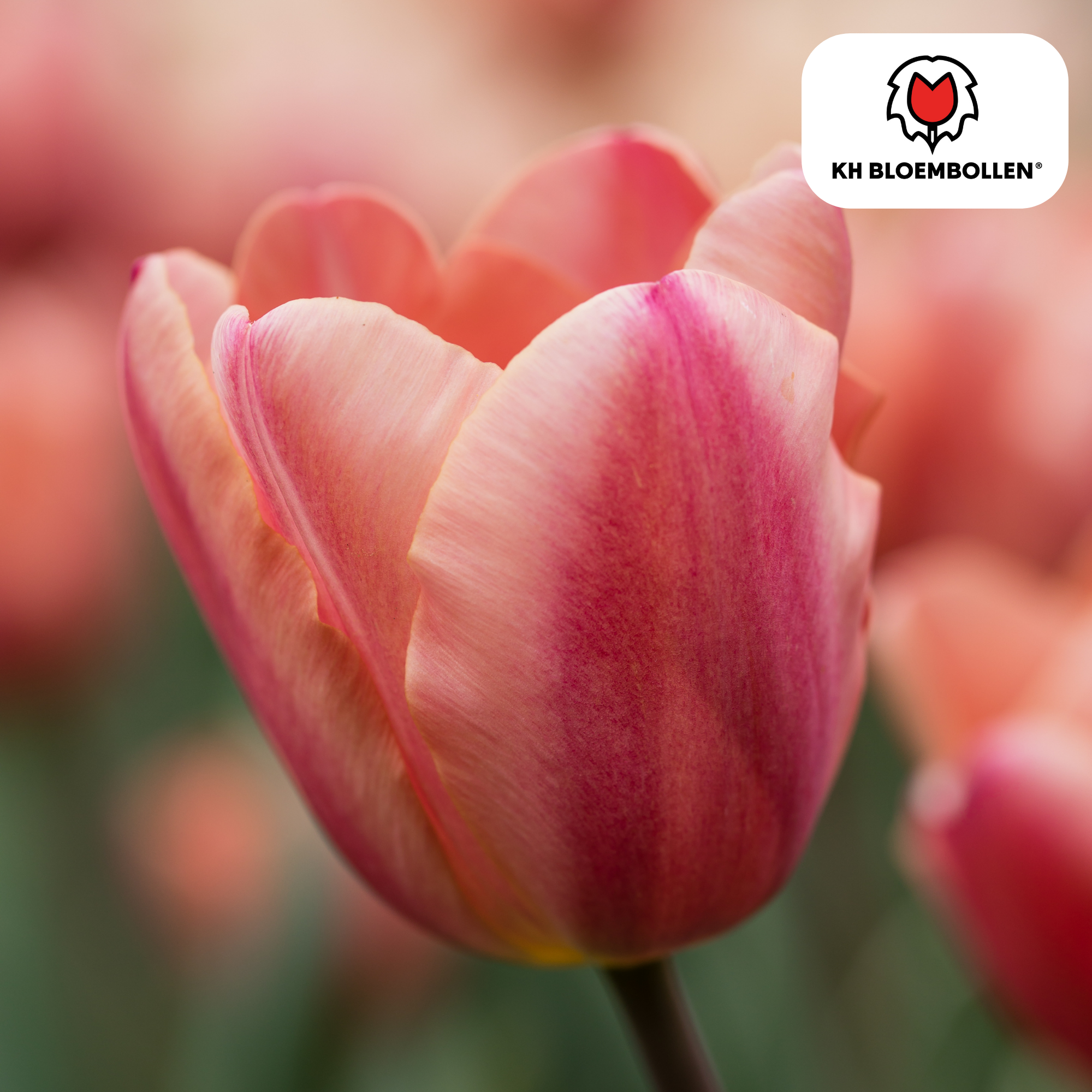 Tulp (20 stuks) – klassiek & kleurrijk