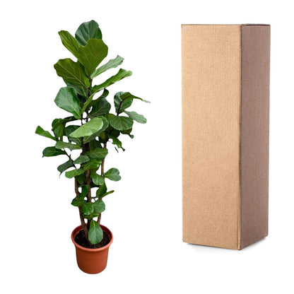 Ficus Lyrata vertakt XXL - 220cm - ø45-50 cm