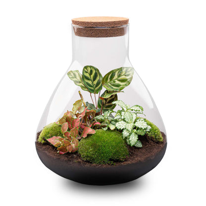 DIY Planten terrarium met licht - Sam XL Red - Ø 30 cm ↑ 32 cm - No tools