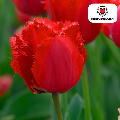 Tulp (20 stuks) – klassiek & kleurrijk