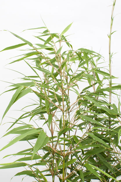 Fargesia rufa - Niet woekerende bamboe - Ø19 - ↨50-60cm