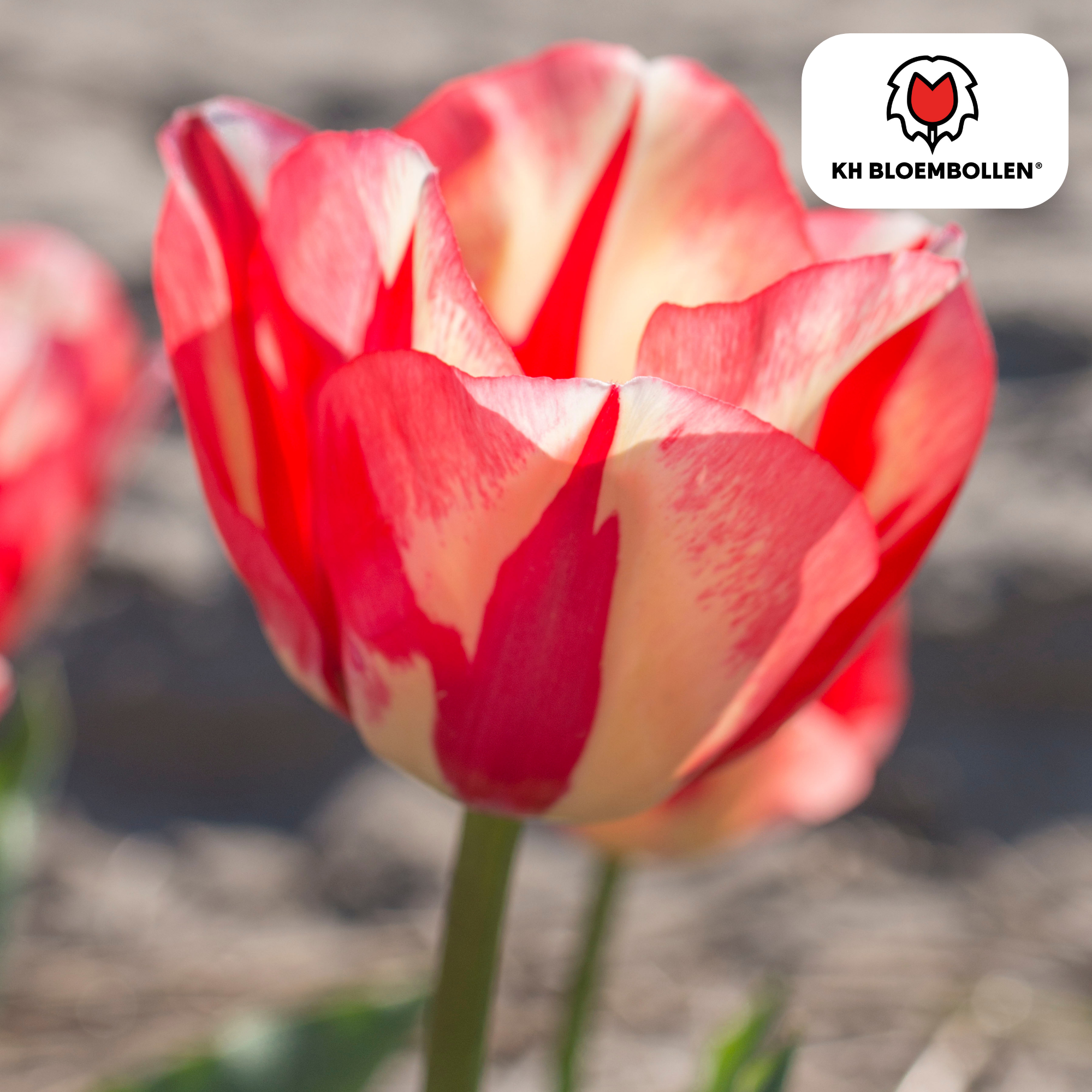 Tulp (20 stuks) – klassiek & kleurrijk