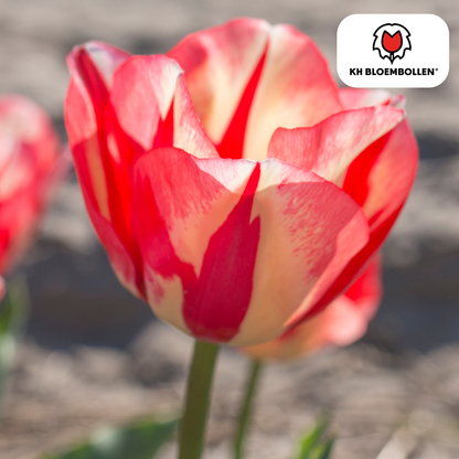 Tulp (20 stuks) – klassiek & kleurrijk