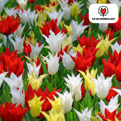 Tulp (20 stuks) – klassiek & kleurrijk